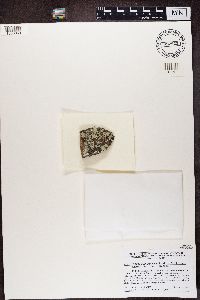 Lepraria normandinoides image