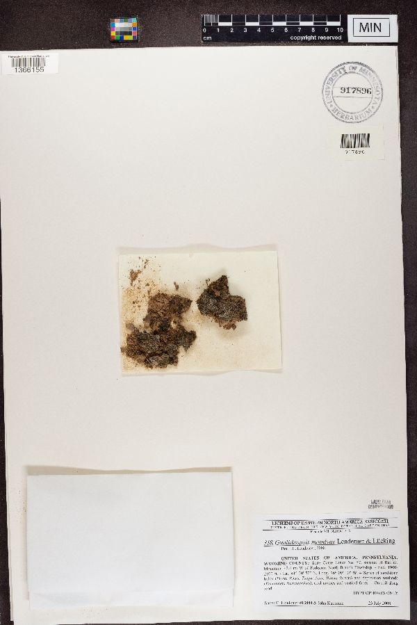 Gyalideopsis moodyae image