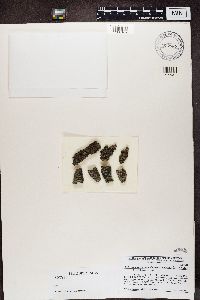 thumbnail image of current specimen