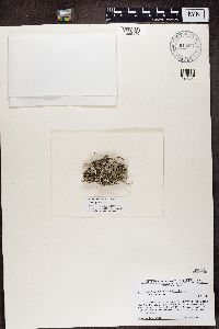 Image of Cladonia acuminans