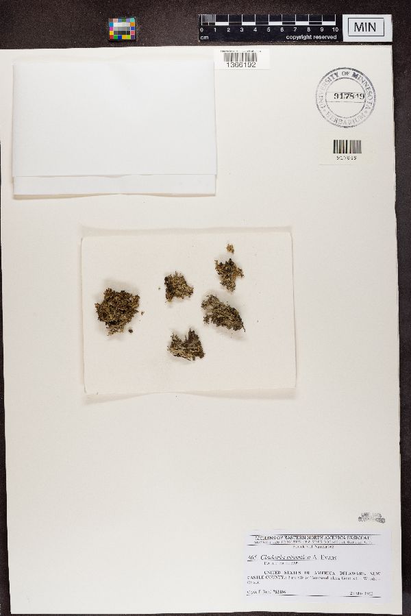 Cladonia atlantica image