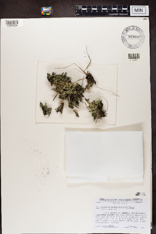 Cladonia piedmontensis image