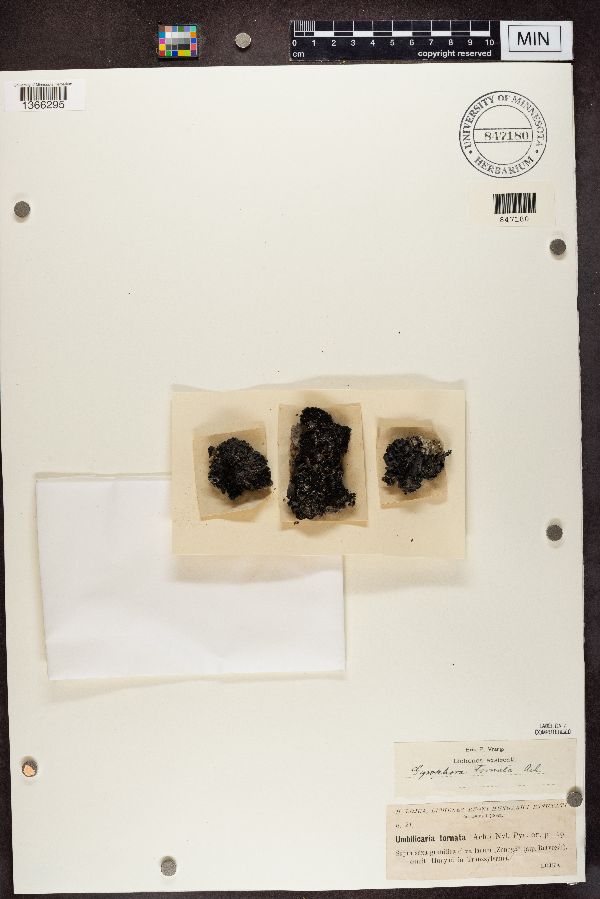 Umbilicaria tornata image