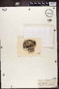 Lecanora sulphurea image