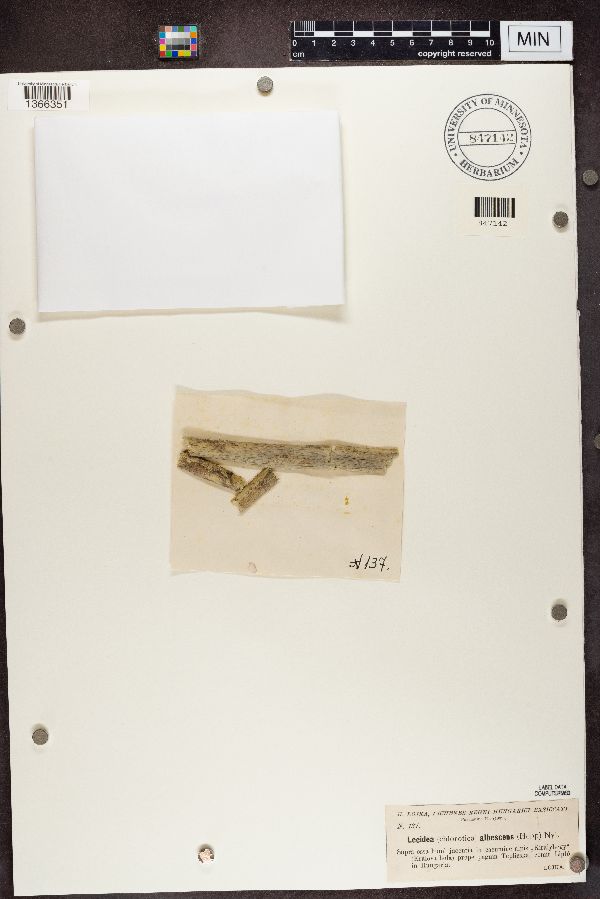 Lecidea albescens image