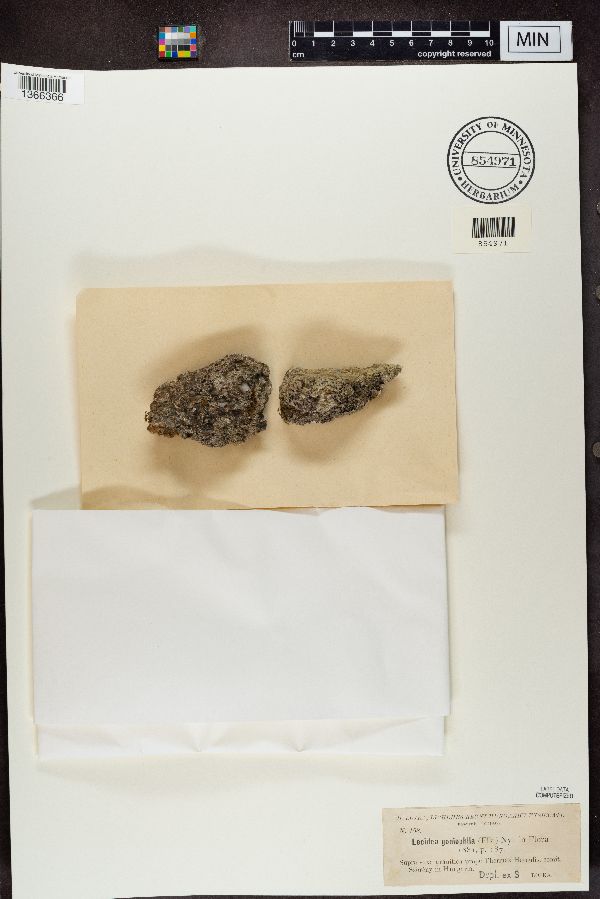 Lecidea goniophila image