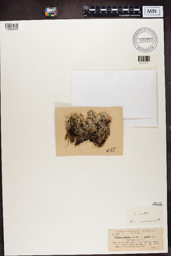 Cladina sylvatica image