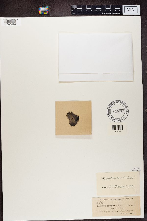 Umbilicaria corrugata image