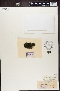 Collema nigrescens image