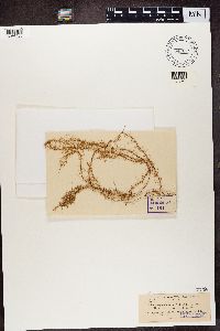 Usnea angulata image