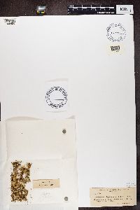 thumbnail image of current specimen