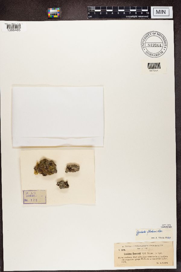 Lecidea querceti image