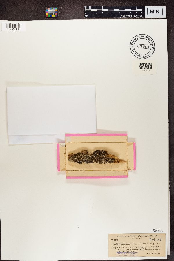 Lecidea percrenata image