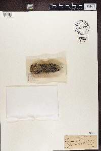 thumbnail image of current specimen