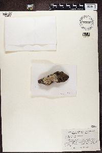 Lecanora farinacea image