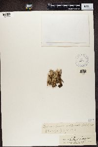 Cladonia fimbriata var. tubaeformis image