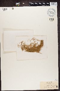 Lobaria pulmonaria image