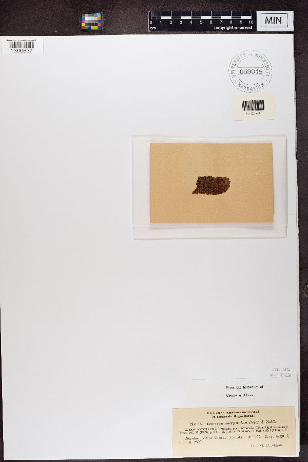 Laurera purpurina image