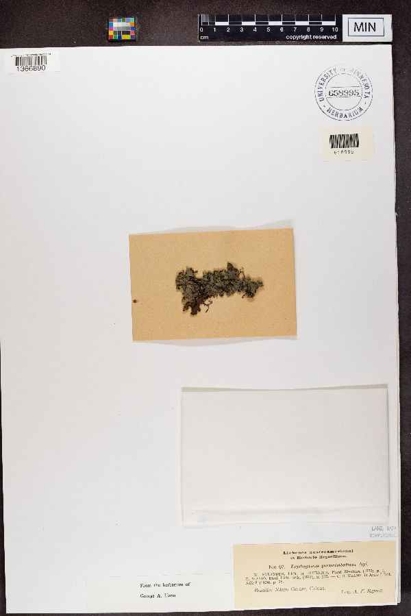 Leptogium punctulatum image