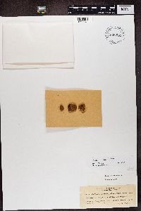 Image of Callopisma brachylobum