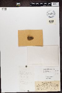 Image of Callopisma diplacium