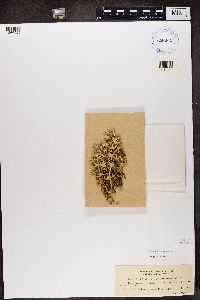 Cladonia verticillaris image