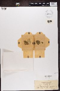 Coenogonium implexum image