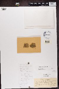 Caloplaca crocea image