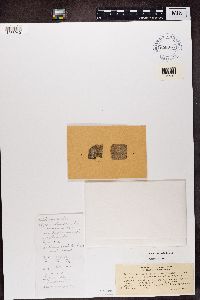 Image of Callopisma crocinum