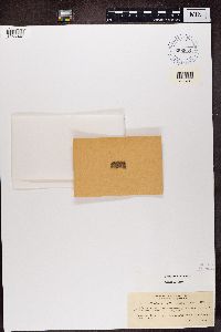 Image of Callopisma erythranthum