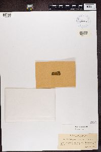 Image of Callopisma commixtum