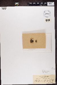 Image of Callopisma cuyabense