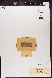 Media resource of Fouragea phyllobia