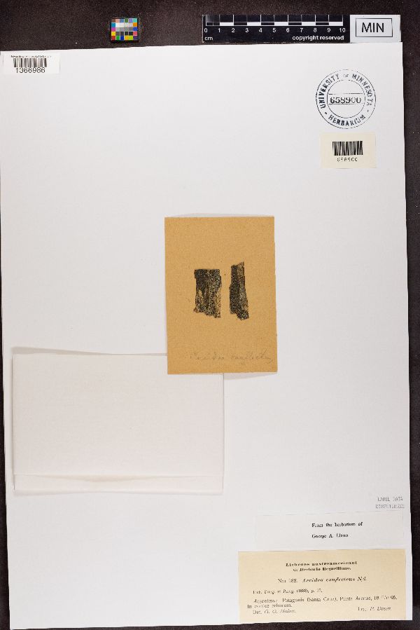 Lecidea conflectens image