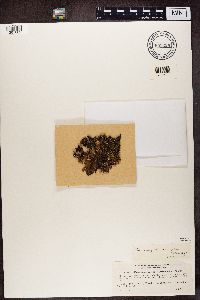 Pseudocyphellaria gilva image
