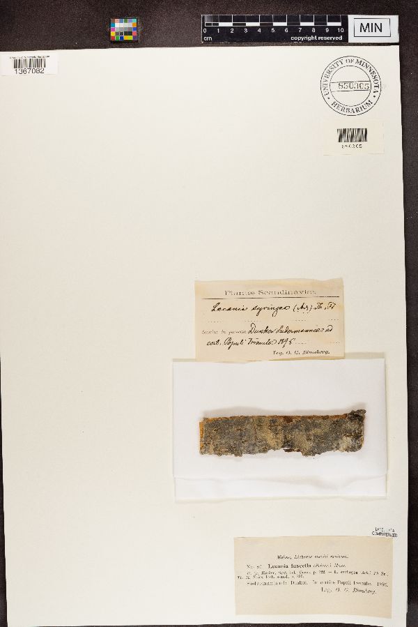 Lecania fuscella image
