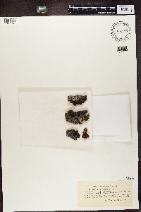 Collema microphyllum image