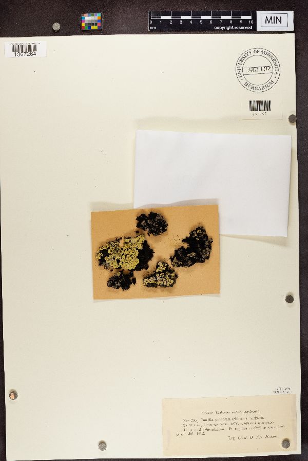 Catolechia wahlenbergii image