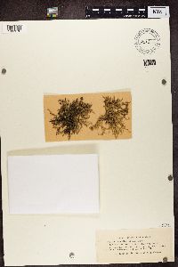 Ramalina calicaris image