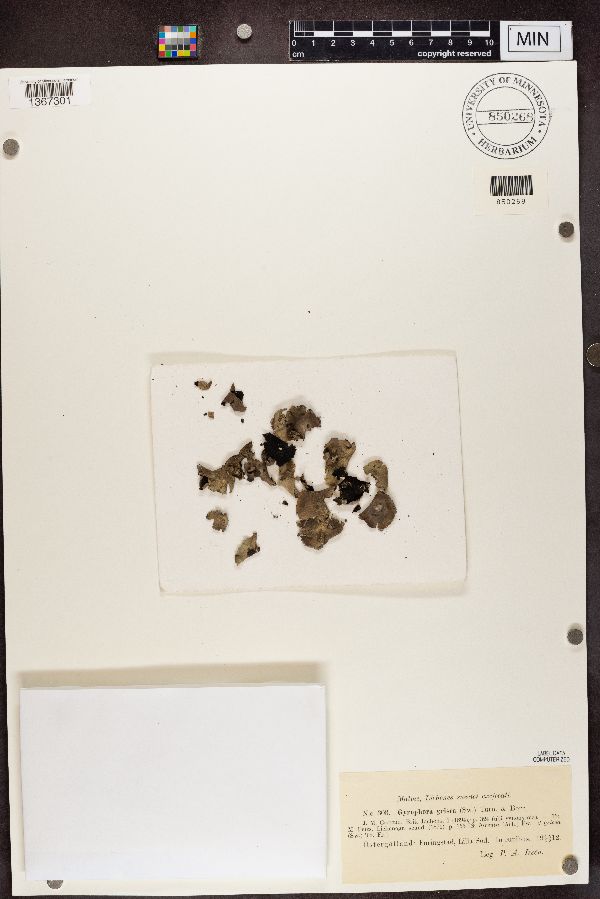 Gyrophora grisea image