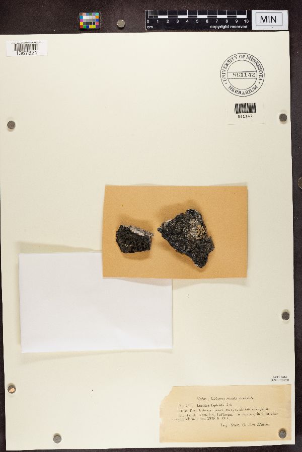 Lecidea lapicida image