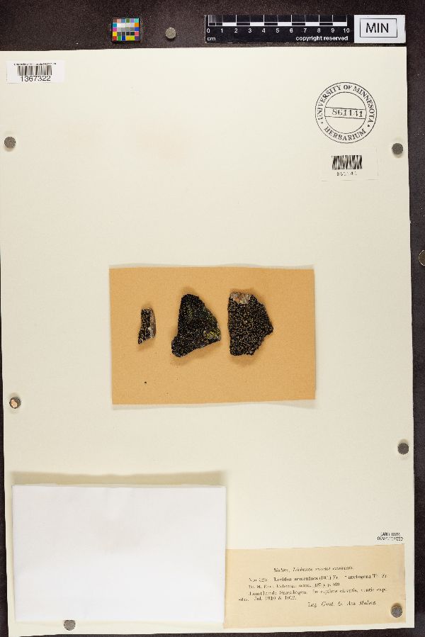 Lecidea armeniaca subsp. arctogena image