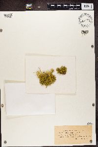 Letharia vulpina image
