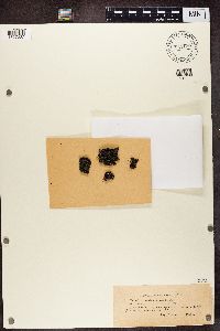 Image of Lecania alpivaga