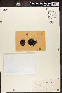thumbnail image of current specimen