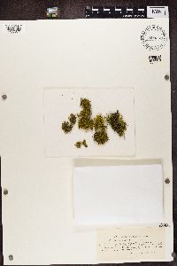 Letharia vulpina image