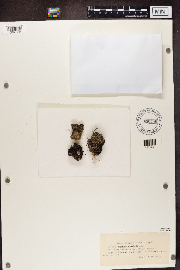 Gyalecta foveolaris image