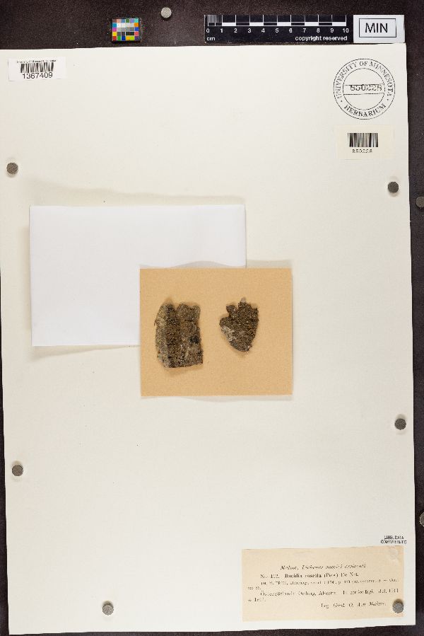 Bacidia rosella image