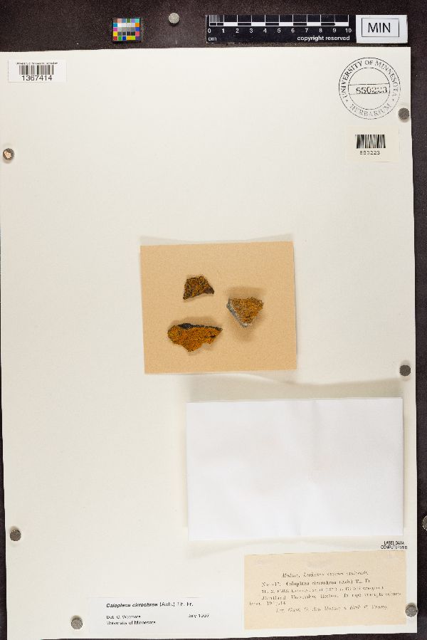 Leproplaca cirrochroa image