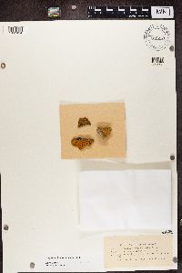 Image of Leproplaca cirrochroa